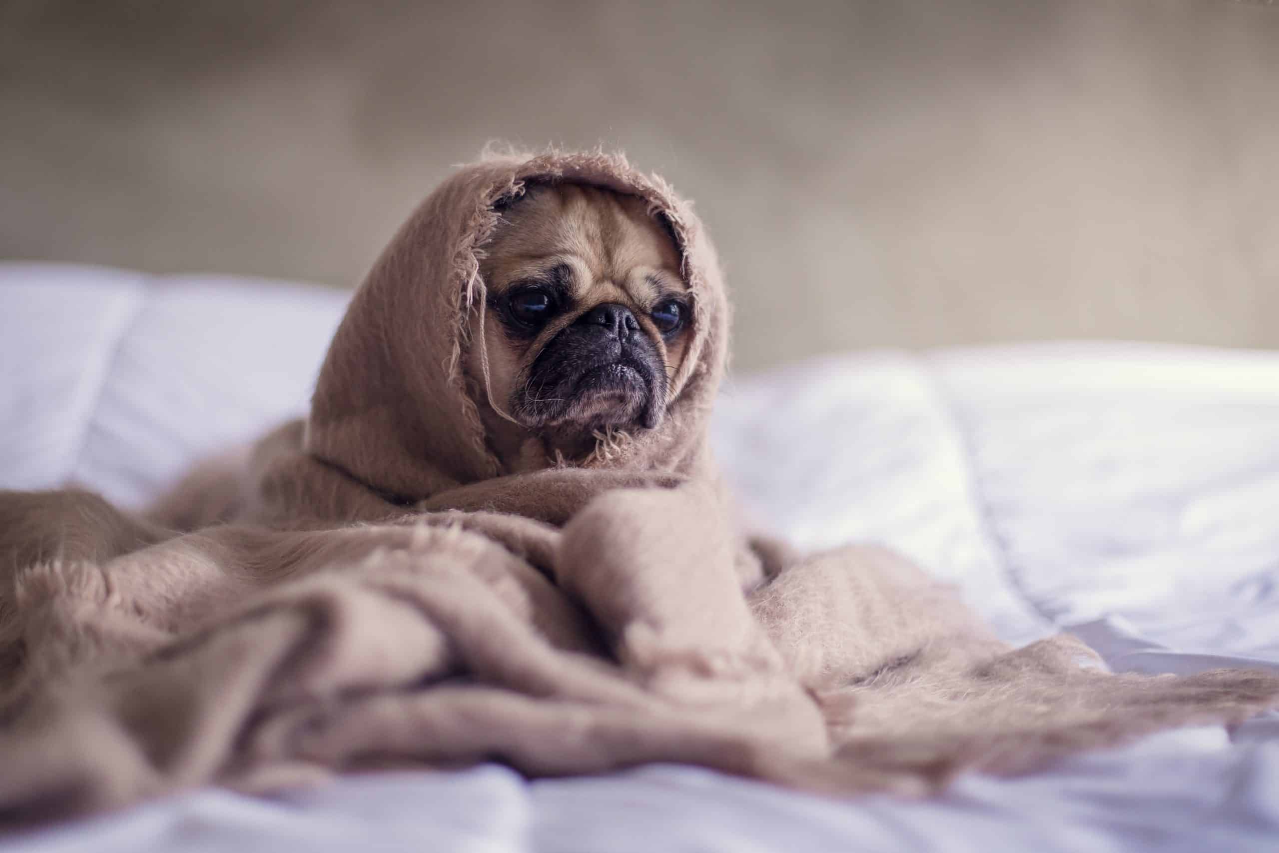 Pug tucken into a blanket on a bed in a cold home in calgary