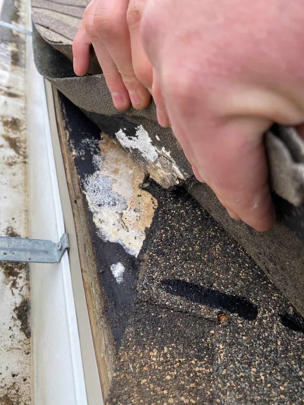 A shingle being pealed off to show white mould