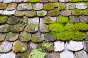 moss damaging a cedar shake roof